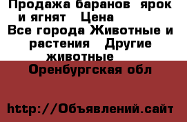 Продажа баранов, ярок и ягнят › Цена ­ 3 500 - Все города Животные и растения » Другие животные   . Оренбургская обл.